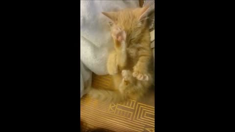 sleeping kitty struggles to wake up