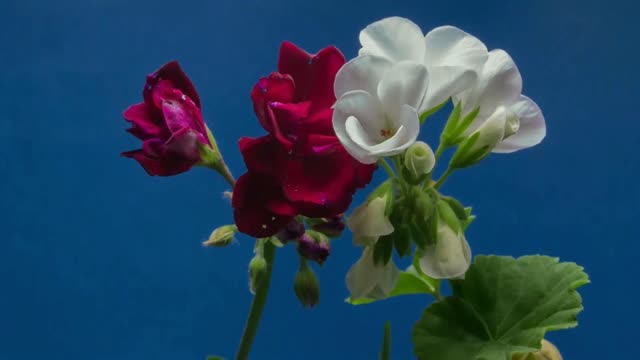 Flower blooimg time lapse video