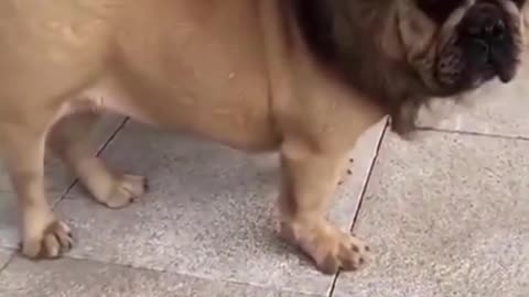 Dog Funny Video || Dog Vs Lion