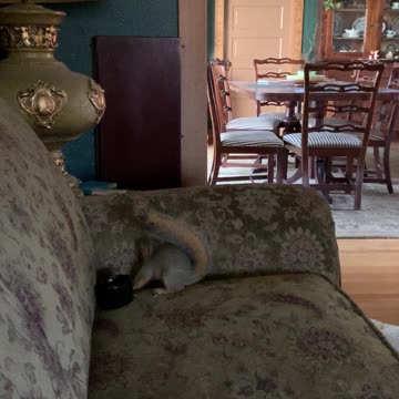 Squirrelly Bob getting squirrelly