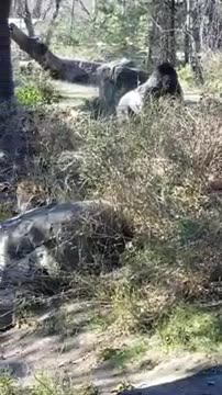 King of the hill Zola vs Juba #gorilla #silverbackgorilla #shorts #shortvideo