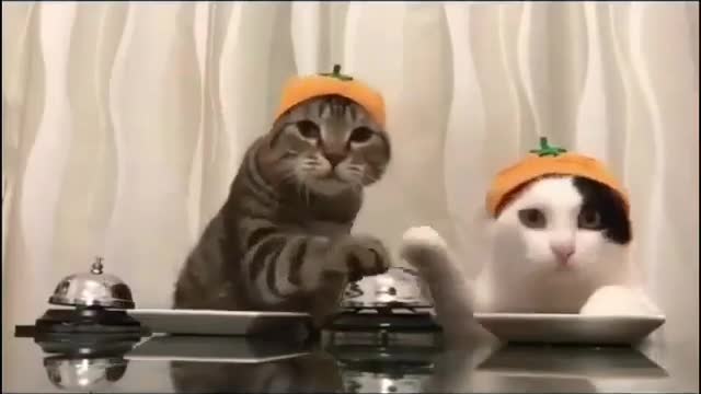 Awesome Cats with Adorable Hats figured out how to order dinner 🐈😻