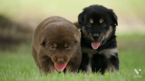 Cute puppies playing in a part.