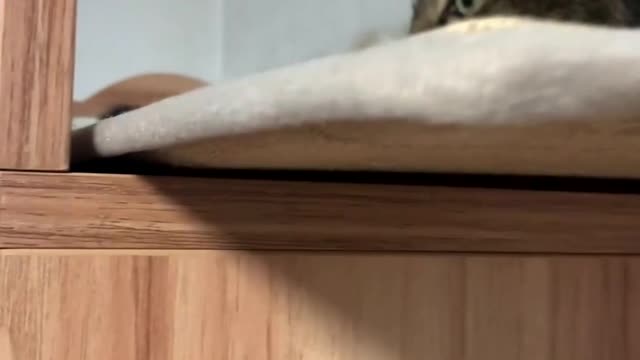 There are cats in the drawers, and the kittens use the drawers as their own beds