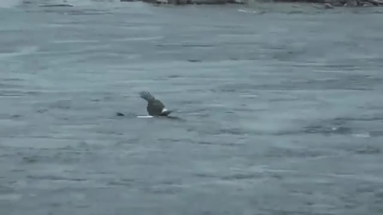 The_Eagle_Dies_While_Hunting_Octopus_In_The_Ocean(360p)