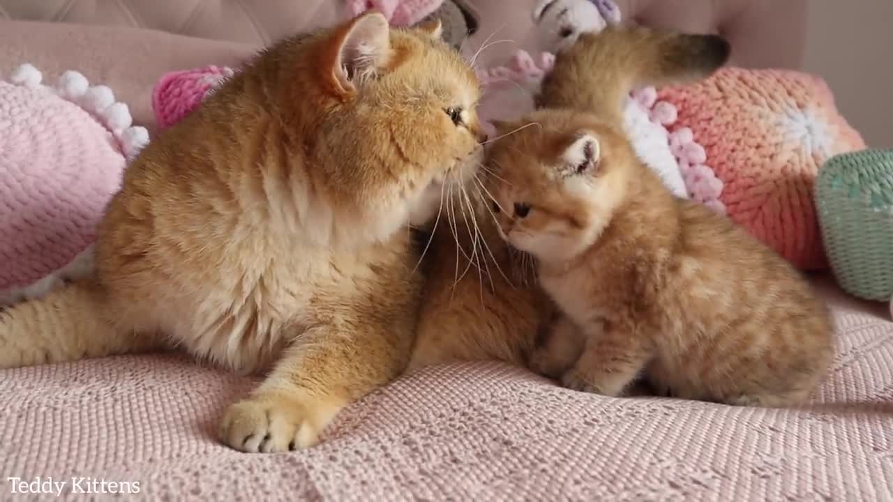 Grandfather William Meet his granddaughter Pixelina. Very cute