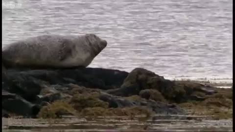 Seal Population Attracting Great White Sharks? | BBC Earth