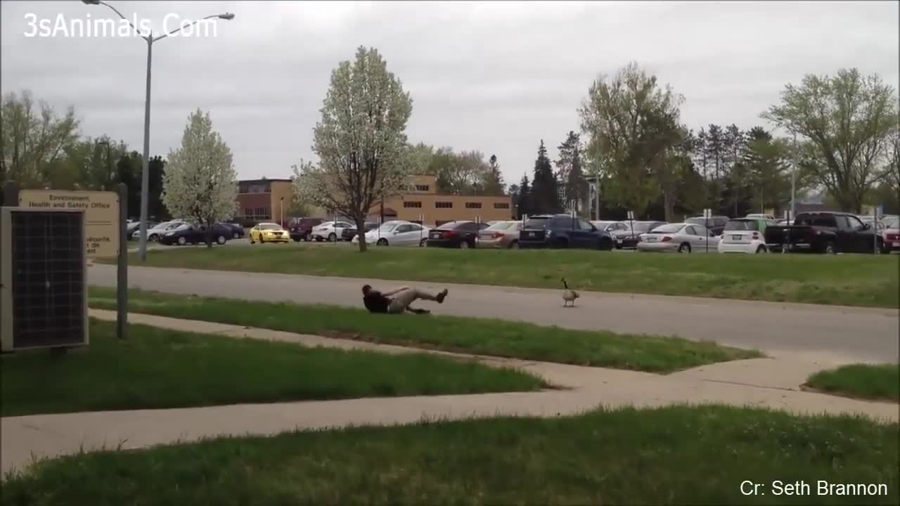 Funny Different Animals Chasing and Scaring People .