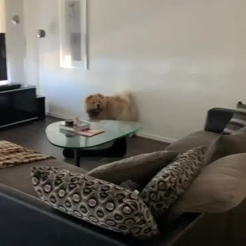 Scared chow chow hates the laundry basket