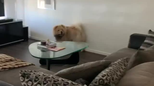 Scared chow chow hates the laundry basket