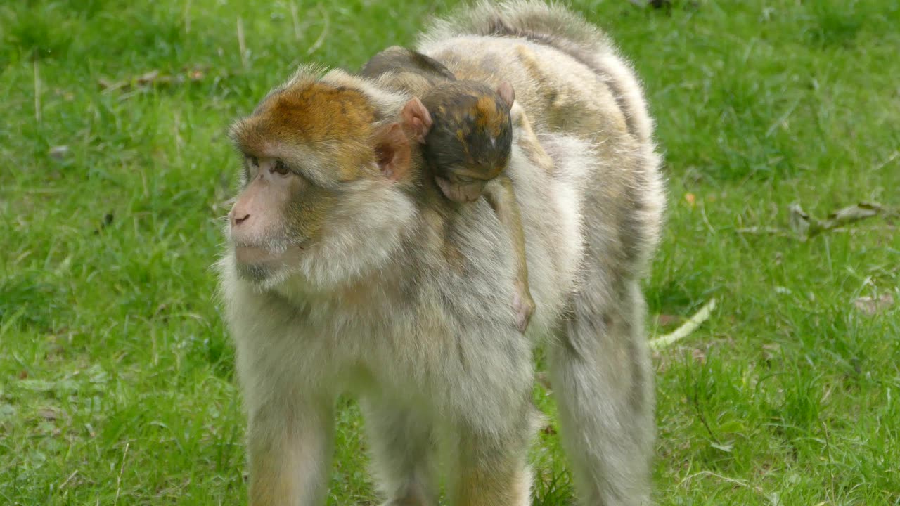 Barbary Macaque with Young in Grassy Field