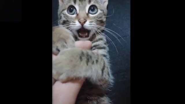 Baby pets. Cute and funny animal video compilation