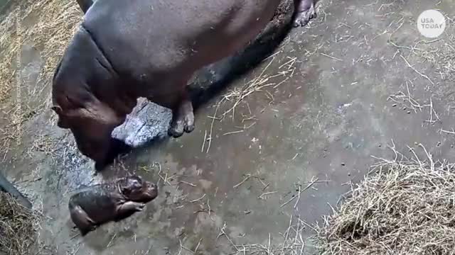 Cincinnati Zoo welcomes new baby hippo to family - USA TODAY