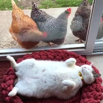 Gallinas fascinadas por un haragán gato dormilón