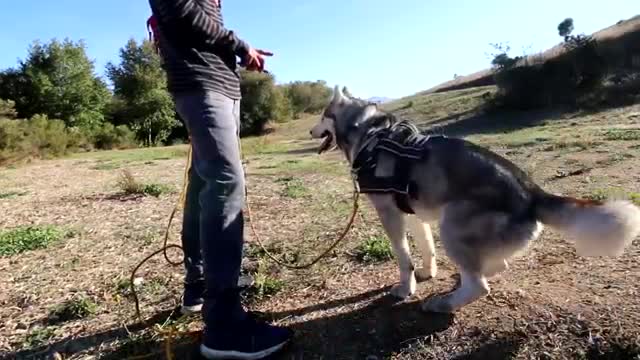 Siberian husky dog reacts to electric training collar