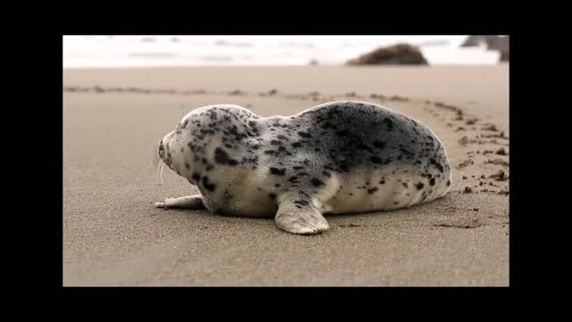 Animal videos/////$$$$$//////Beautiful animal...