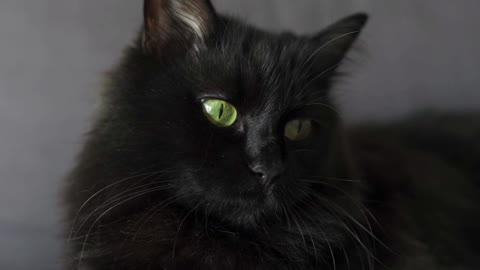 Close up portrait of a black fluffy cat with green eyes. Halloween symbol