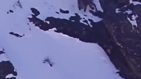 Snow leopard on the hunt.