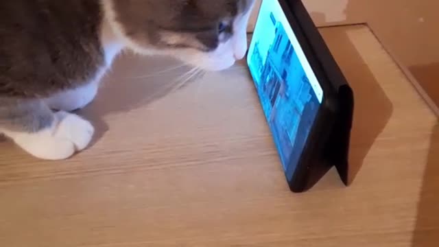 cat watching TV