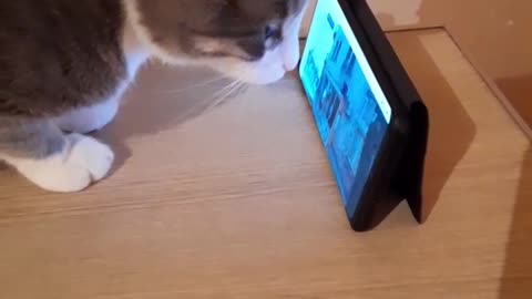 cat watching TV