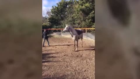 indomitable horse