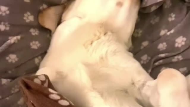 YOU WANT WHAT BUDDY? - FUNNY LABRADOR RETRIEVER - BUDDY #7 VIDEO!