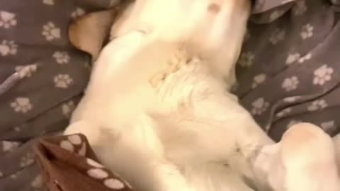 YOU WANT WHAT BUDDY? - FUNNY LABRADOR RETRIEVER - BUDDY #7 VIDEO!