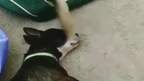 os cachorros e gatos mais fofos
