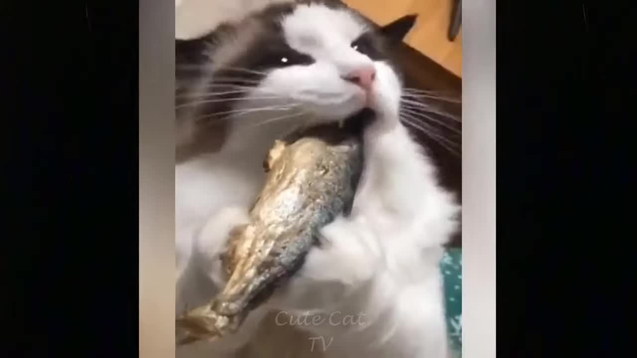 Cute Baby Cats๐๐