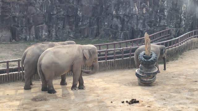 elephants walking leisurely