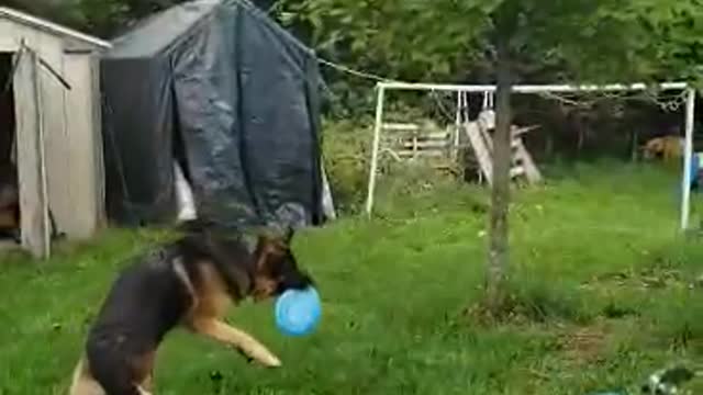 German Shepherd catching a frisbee in slow mo