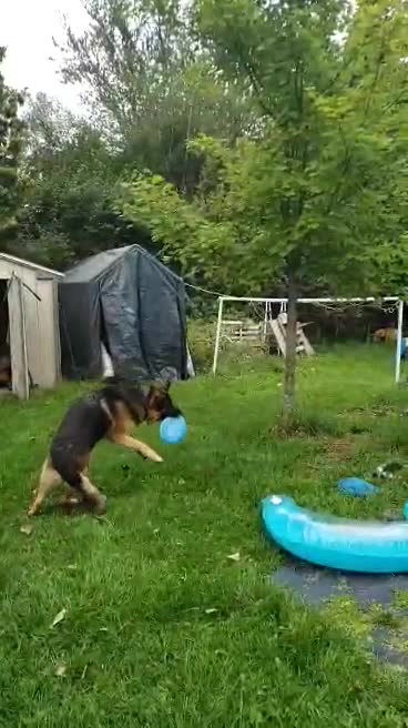 German Shepherd catching a frisbee in slow mo