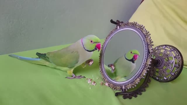 Parrot Talk to Mirror