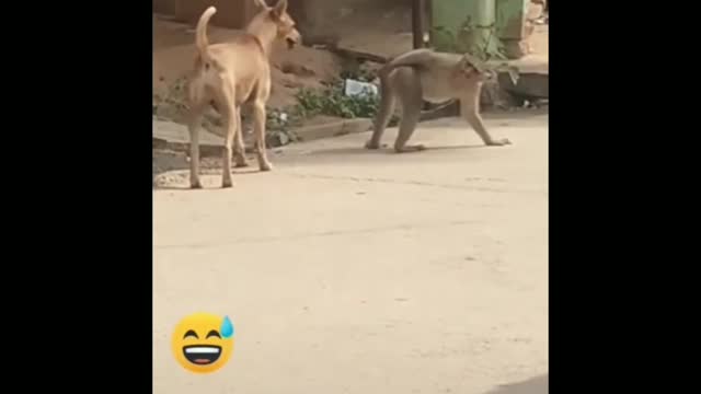 Super Funny Animal Video 😂😂