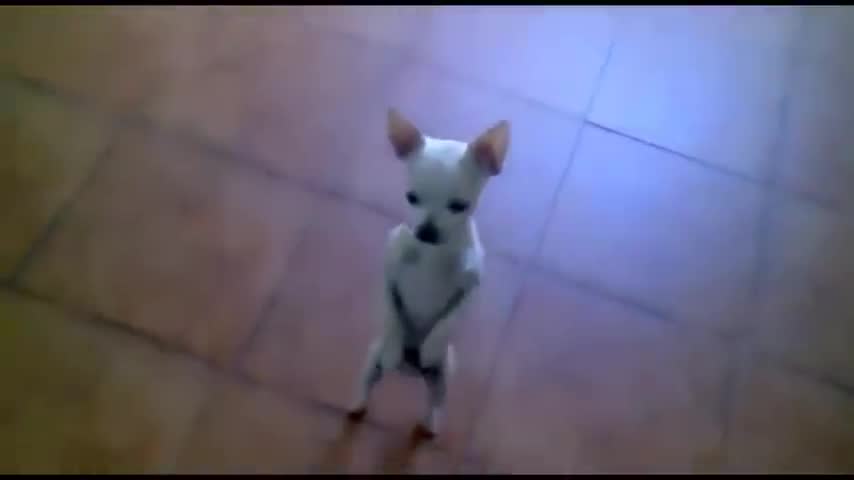 Dogs dancing Dam tu Cosita