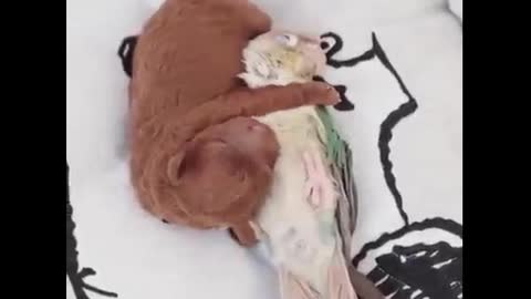 Parrot and Puppy are sleeping together. Fun with animals 2021