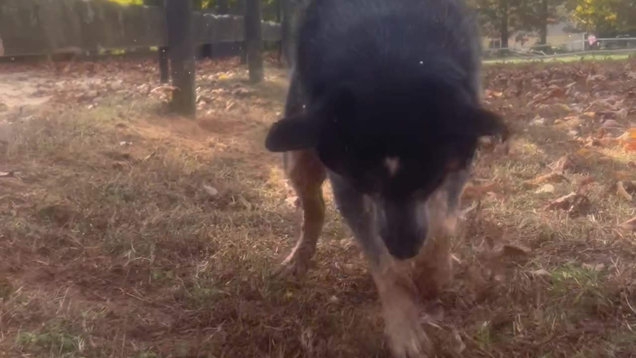 Water-Loving Dog Digs Trench