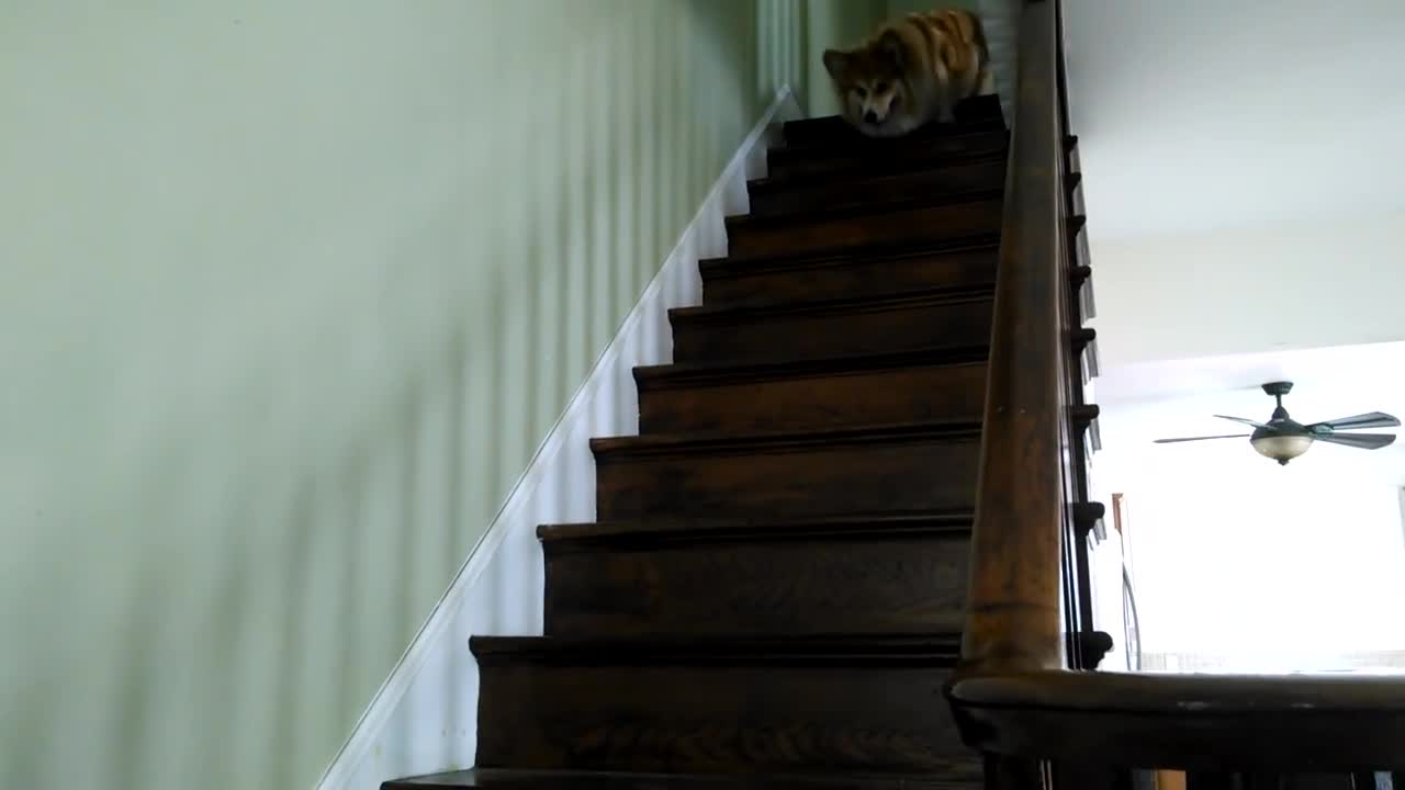 Fluffy corgi needs practice going down stairs