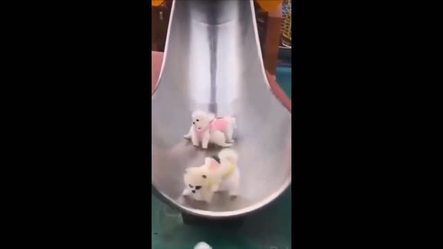 Animals enjoying