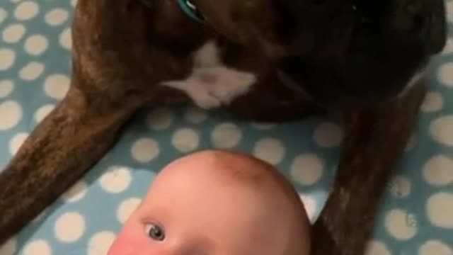 Watch Must + Nanny dog thoroughly enjoys babysitting his little sister