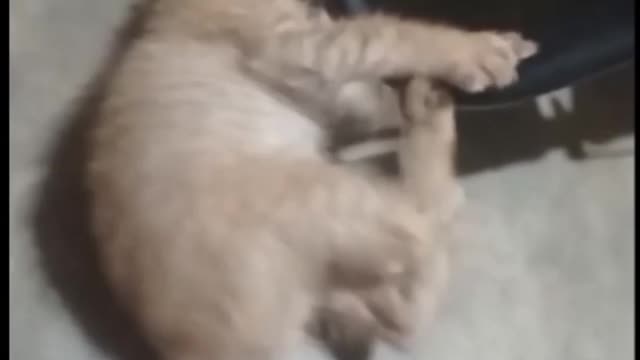 Dancing Kitten