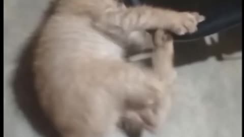 Dancing Kitten