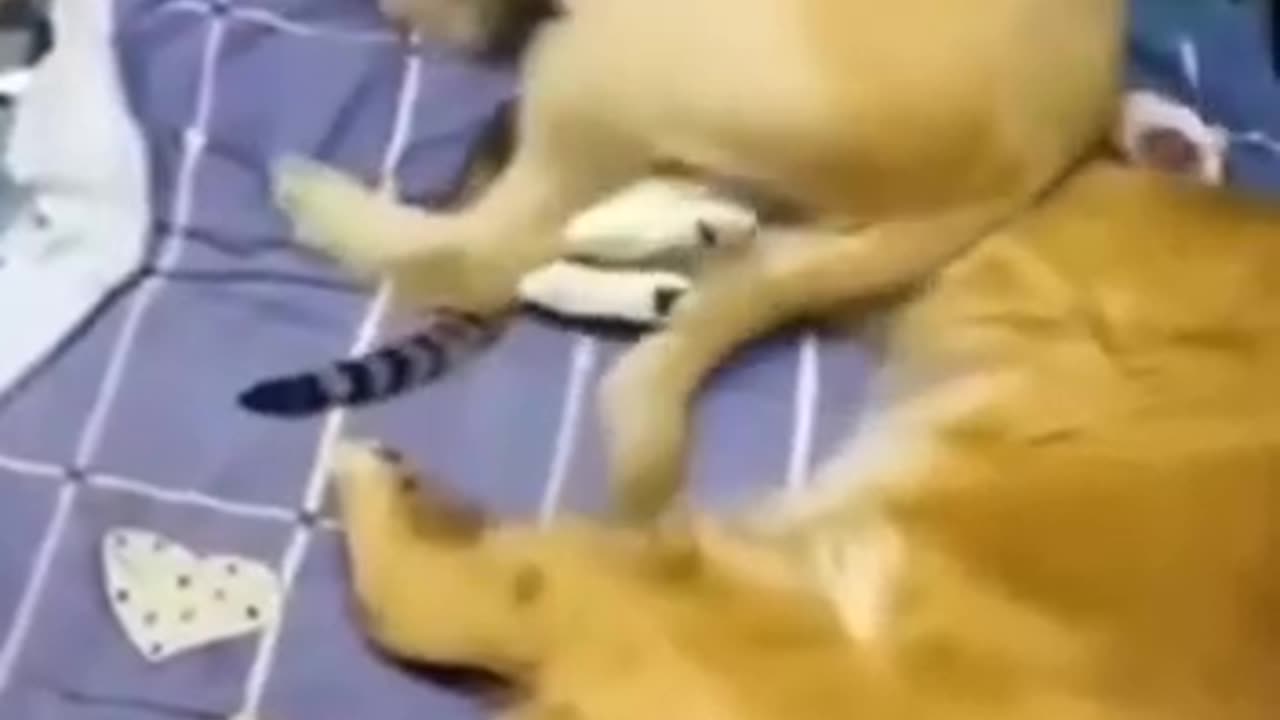 Funniest Cat And Dogs 😂 Funny Animal Videos 2022