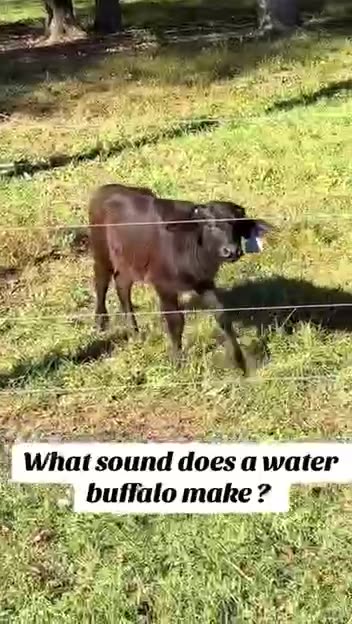 Cows gone Wild 🤣