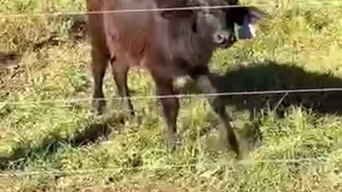 Cows gone Wild 🤣