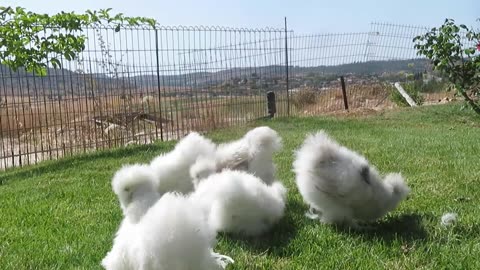 Silkie pullets (7)