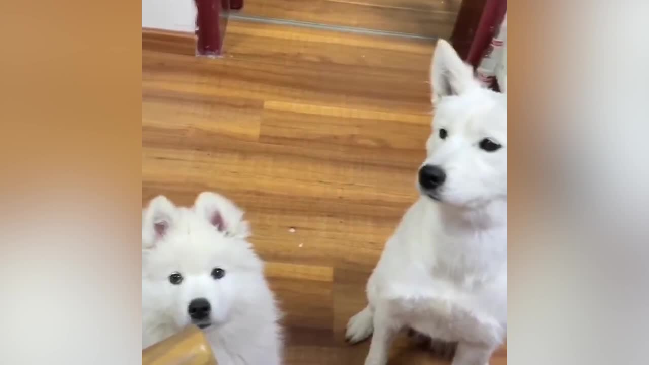 Two adorable dogs