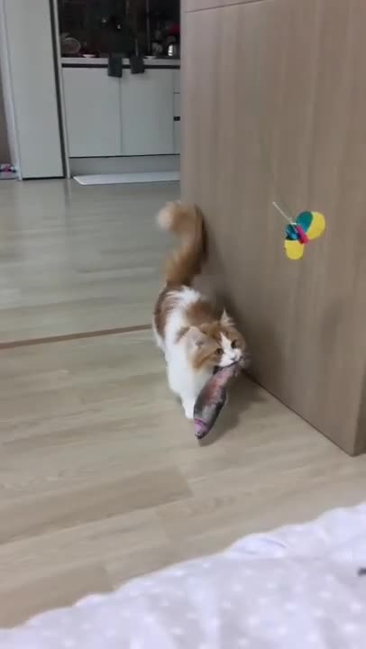 cute cat shorts❤#cat #cat #cutecat