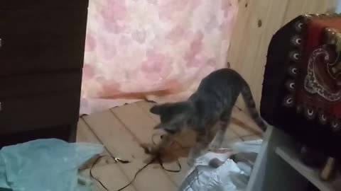 Meu gatinho brincando com fone