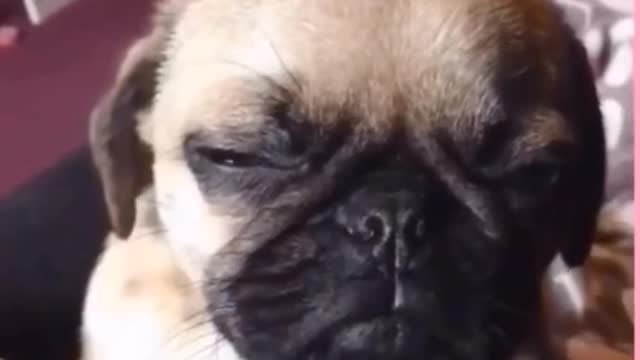 When animals sleep funny animals 😂😂